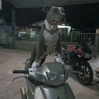 poq_51