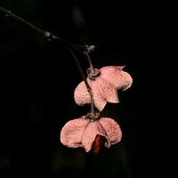 nhạc nền - 小心