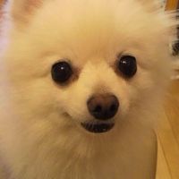 hidechann2