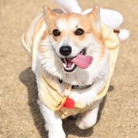 korokorococoro