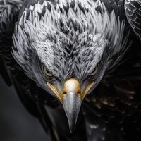 user1604papalamineaigle