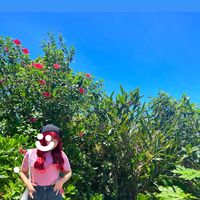 ringo_okinawa