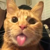 owsf_