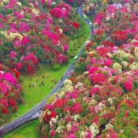 nhạc nền - 🇻🇳⏯️Tang Buu