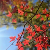 오리지널 사운드 - 윤수니