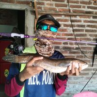 suara asli - waniii🎣