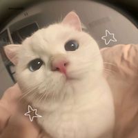 martinwings_26
