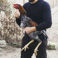 the.battle.cock