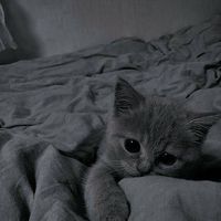 オリジナル楽曲 - ට ̫ට ;