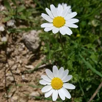original sound - suat_sef_kutahya