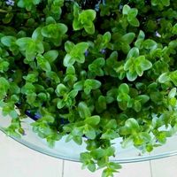 original sound - Janice Tie