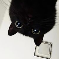 neeradaf