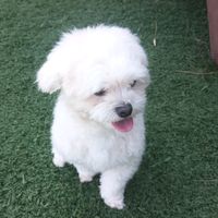 오리지널 사운드 - 써니