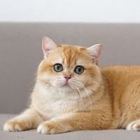silversnowcattery