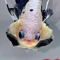 popbetta.koi