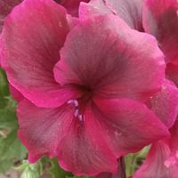 palestine_flowers