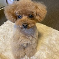 オリジナル楽曲 - とも&こむ