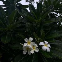 patsorn.com