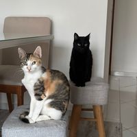gatinhoteco