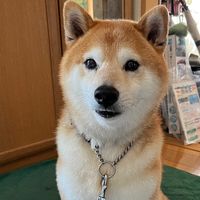 オリジナル楽曲 - ゆきな❄️