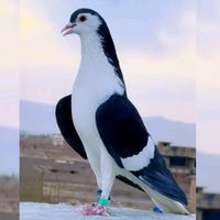 peshawarkonterbaz