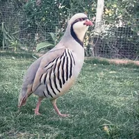 original sound - mahamadseyan1