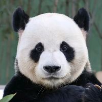 lovepandas0820
