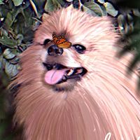lucasi4chek