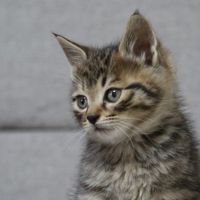 inari_cat1028