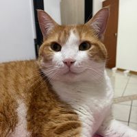 chuckyelgato