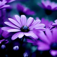 original sound - zifirikaranlik81