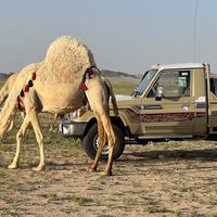 مسلط العتيبي