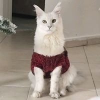 mia.snowpaw