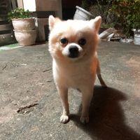 Tim vd hộ mình với