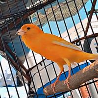 suara asli - juragan birdshop