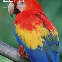 nuzu447