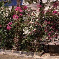 rahafal_72