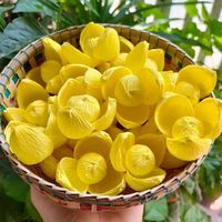 original sound - 🇰🇭 រំដួលអង្គរ 🇰🇭