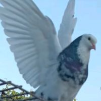 оригинальный звук