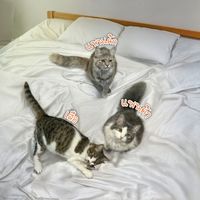fatcatfamily99