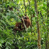 suara asli - Dannavn27