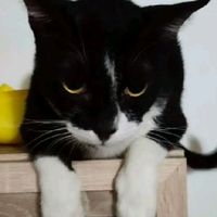 เสียงต้นฉบับ - HAPPY CATS