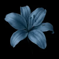 original sound - eu_calvacante