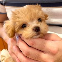chihuapoo.tororo