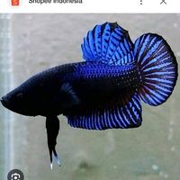 sittipong.kumkron