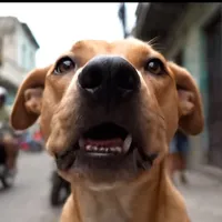 original sound - curaterd2