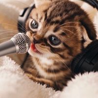 original sound - SoraCat