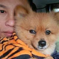 เสียงต้นฉบับ - Aphichat Atchamnan