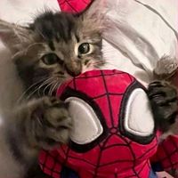 suara asli - GTW