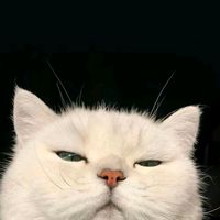 suara asli - P🅰️TTER